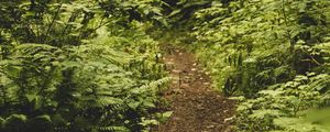 Preview wallpaper path, fern, forest, bushes, greenery