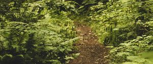 Preview wallpaper path, fern, forest, bushes, greenery