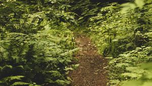 Preview wallpaper path, fern, forest, bushes, greenery