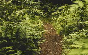 Preview wallpaper path, fern, forest, bushes, greenery