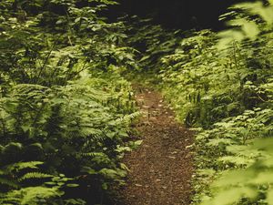 Preview wallpaper path, fern, forest, bushes, greenery