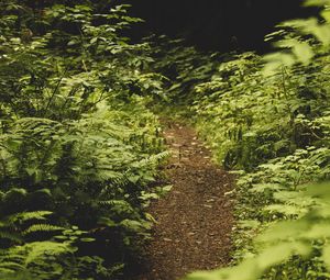 Preview wallpaper path, fern, forest, bushes, greenery