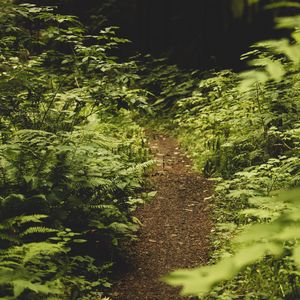 Preview wallpaper path, fern, forest, bushes, greenery