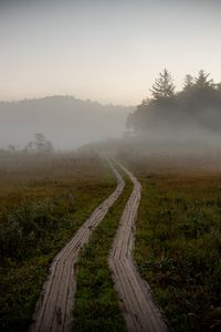 Preview wallpaper path, field, fog, trees, forest, nature