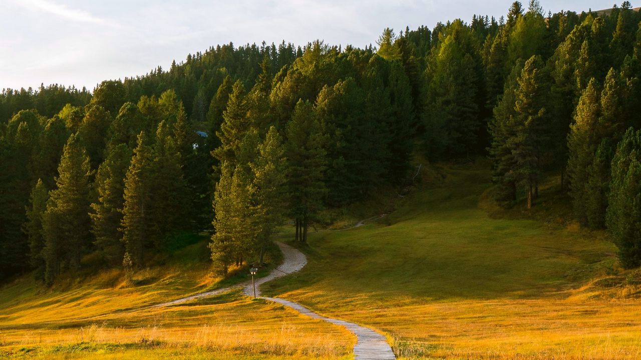 Wallpaper path, field, forest, grass, landscape