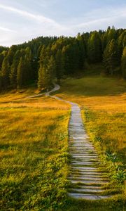 Preview wallpaper path, field, forest, grass, landscape