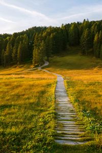 Preview wallpaper path, field, forest, grass, landscape