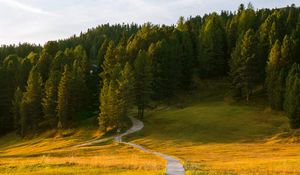 Preview wallpaper path, field, forest, grass, landscape