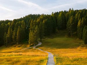 Preview wallpaper path, field, forest, grass, landscape