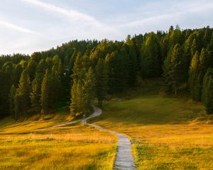 Preview wallpaper path, field, forest, grass, landscape