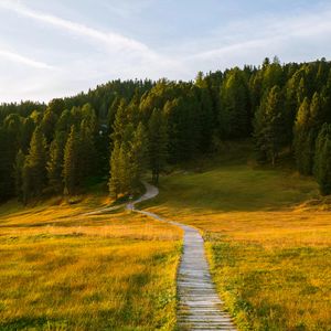 Preview wallpaper path, field, forest, grass, landscape