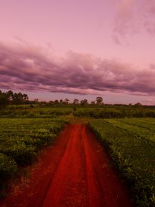 Preview wallpaper path, field, grass, sunset, sky, clouds