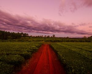 Preview wallpaper path, field, grass, sunset, sky, clouds