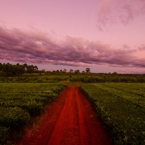 Preview wallpaper path, field, grass, sunset, sky, clouds