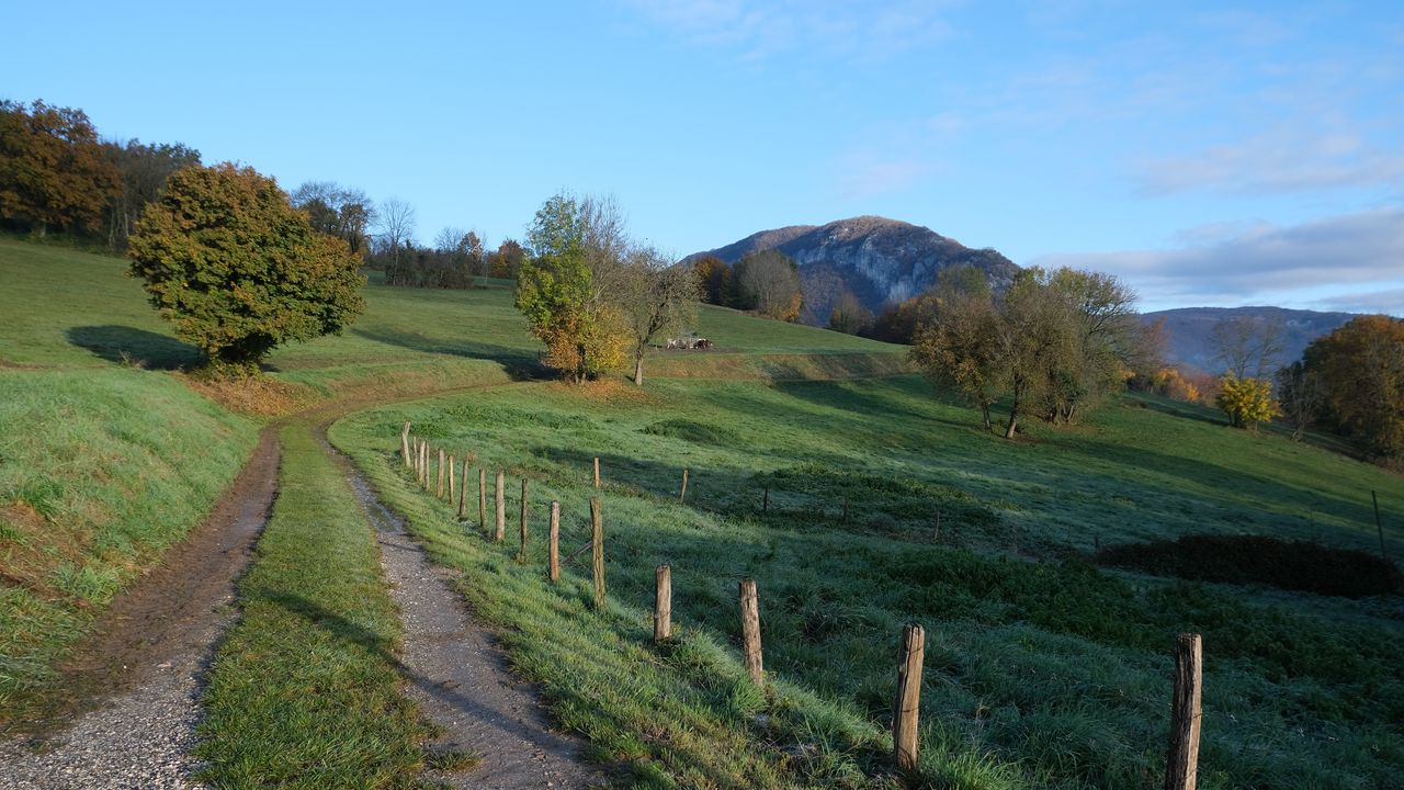 Wallpaper path, field, trees, nature, landscape