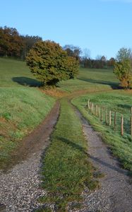 Preview wallpaper path, field, trees, nature, landscape