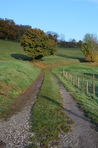 Preview wallpaper path, field, trees, nature, landscape