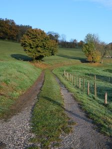 Preview wallpaper path, field, trees, nature, landscape