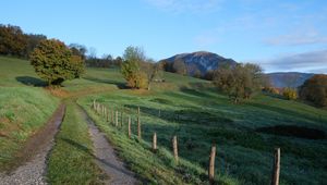 Preview wallpaper path, field, trees, nature, landscape