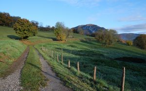 Preview wallpaper path, field, trees, nature, landscape