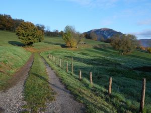 Preview wallpaper path, field, trees, nature, landscape