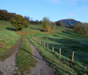 Preview wallpaper path, field, trees, nature, landscape