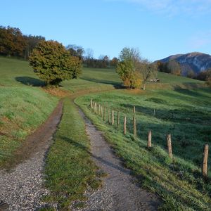 Preview wallpaper path, field, trees, nature, landscape