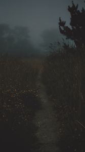 Preview wallpaper path, fog, dark, dusk, nature