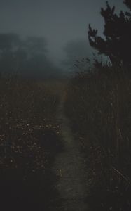 Preview wallpaper path, fog, dark, dusk, nature