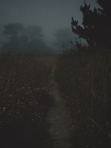 Preview wallpaper path, fog, dark, dusk, nature