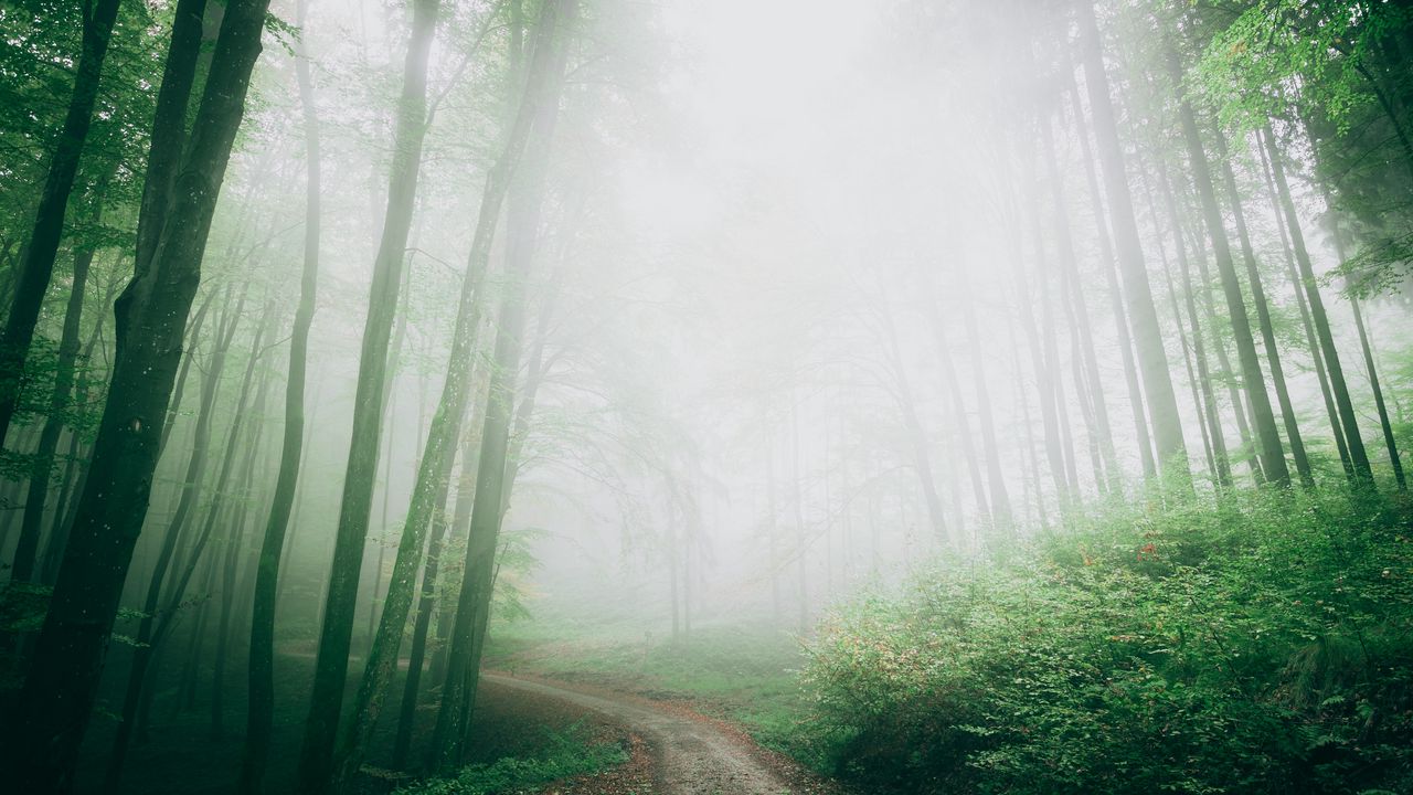 Wallpaper path, fog, forest, trees, nature