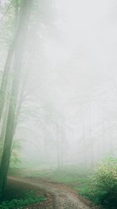 Preview wallpaper path, fog, forest, trees, nature