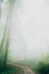 Preview wallpaper path, fog, forest, trees, nature