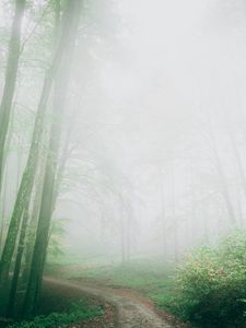 Preview wallpaper path, fog, forest, trees, nature