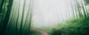 Preview wallpaper path, fog, forest, trees, nature