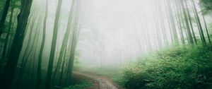 Preview wallpaper path, fog, forest, trees, nature