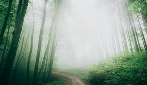 Preview wallpaper path, fog, forest, trees, nature