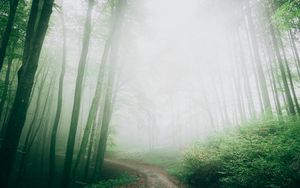 Preview wallpaper path, fog, forest, trees, nature