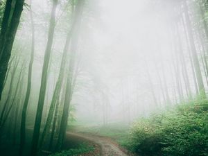 Preview wallpaper path, fog, forest, trees, nature