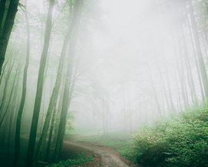 Preview wallpaper path, fog, forest, trees, nature