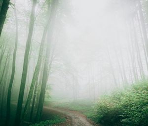 Preview wallpaper path, fog, forest, trees, nature