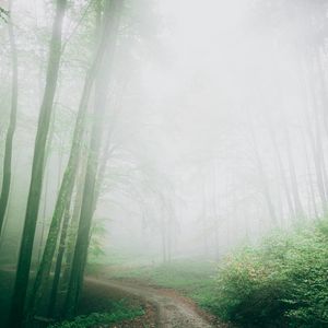 Preview wallpaper path, fog, forest, trees, nature