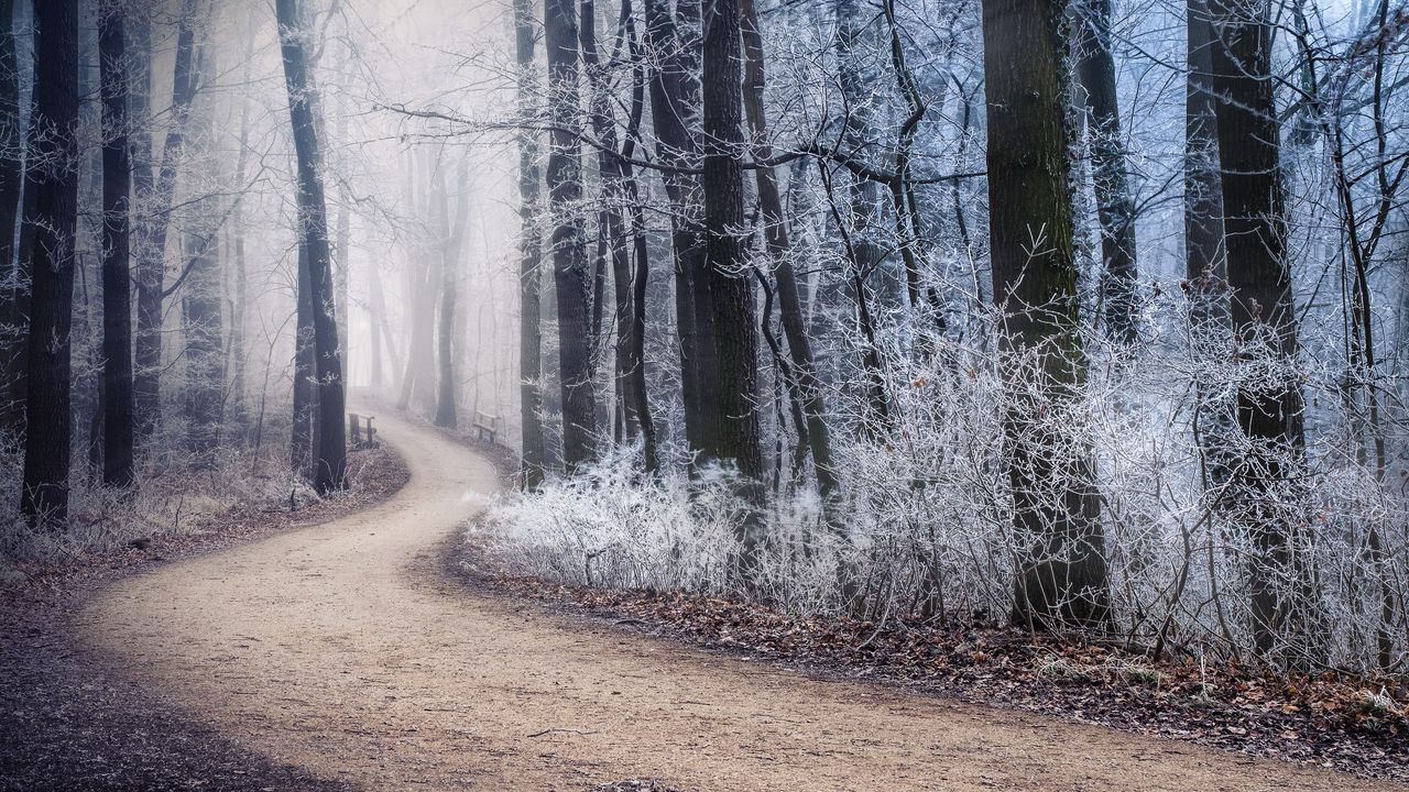 Wallpaper path, fog, forest, winter, frost
