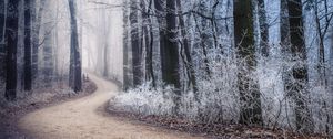 Preview wallpaper path, fog, forest, winter, frost