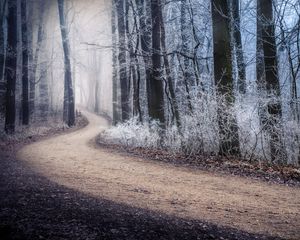 Preview wallpaper path, fog, forest, winter, frost