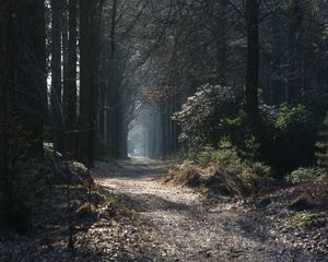 Preview wallpaper path, fog, trees, arch