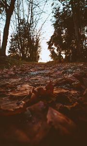 Preview wallpaper path, foliage, dry, autumn, trees, nature
