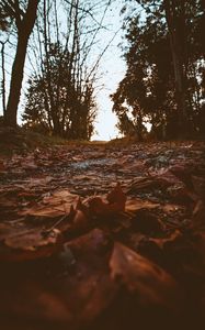 Preview wallpaper path, foliage, dry, autumn, trees, nature