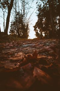 Preview wallpaper path, foliage, dry, autumn, trees, nature