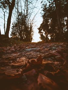 Preview wallpaper path, foliage, dry, autumn, trees, nature